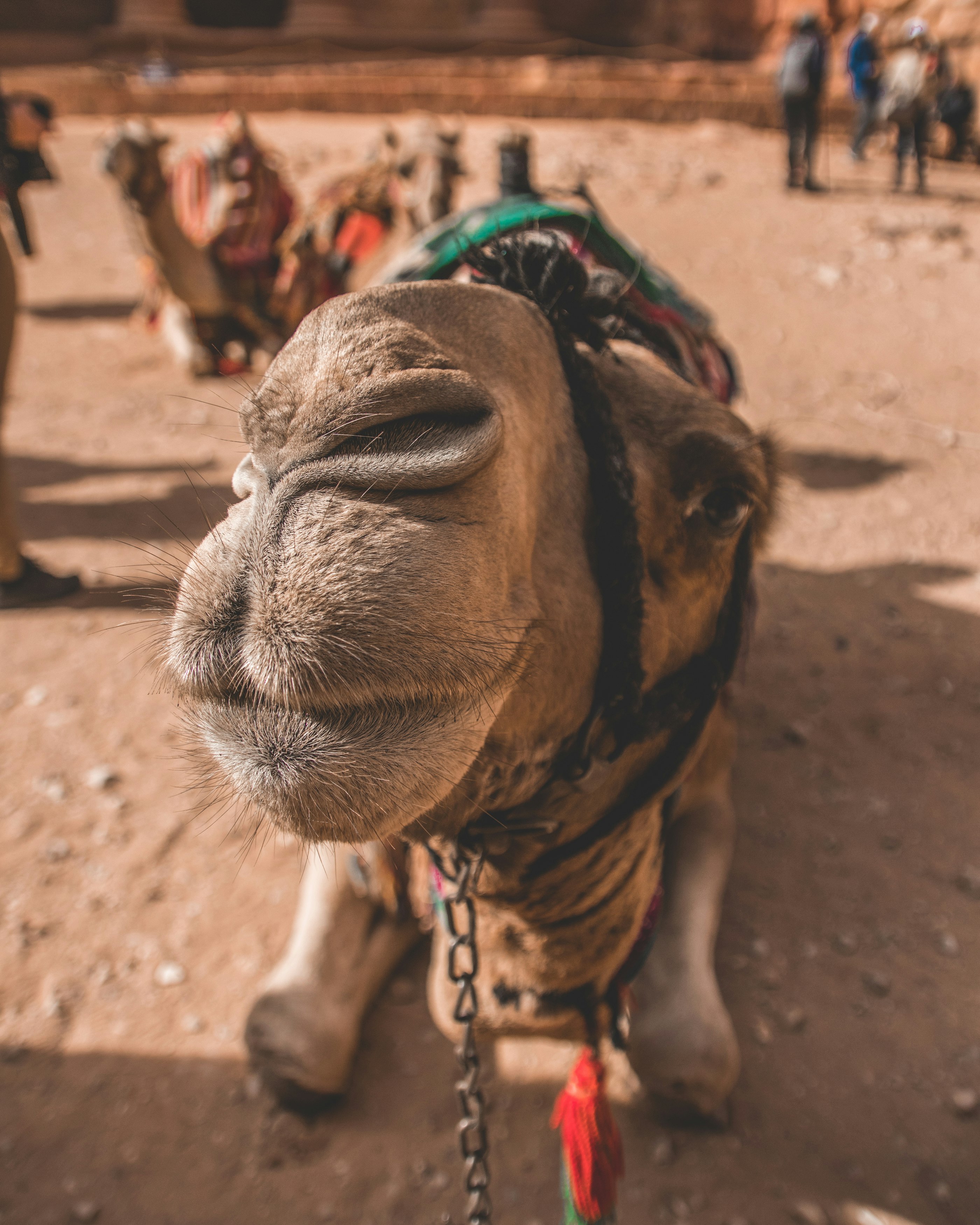 brown camel on brown sand during daytime